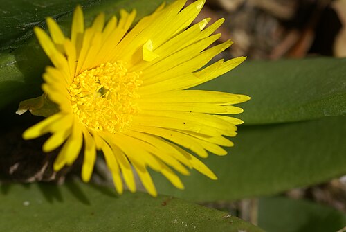 Glottiphyllum longum: Plant species Glottiphyllum longum (mislabeled as difforme) in Jardín Botánico La Concepción in Malaga, Spain.