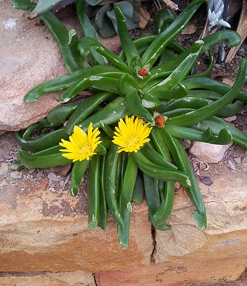 Glottiphyllum longum: Glottiphyllum longum - Kirstenbosch gardens