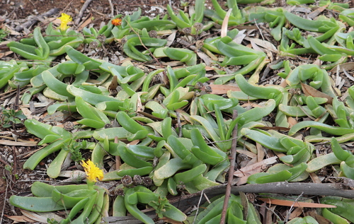 Glottiphyllum longum (Glottiphyllum longum)