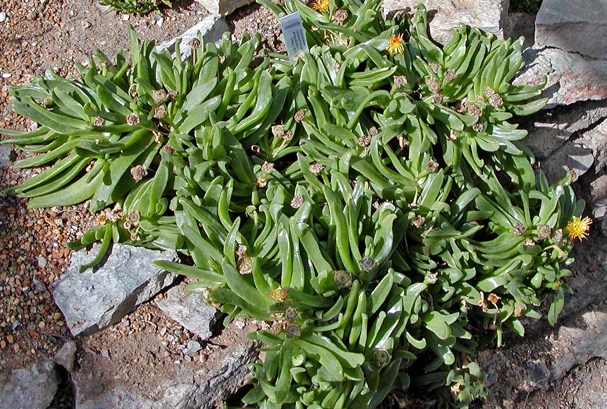 Glottiphyllum longum: Photo of Glottiphyllum longum (mislabeled as angustum) at Aarhus Botanical Garden