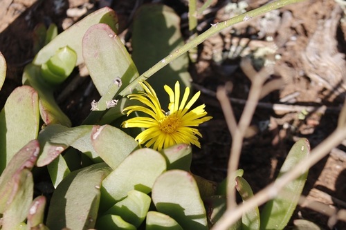 Glottiphyllum longum (Glottiphyllum longum)