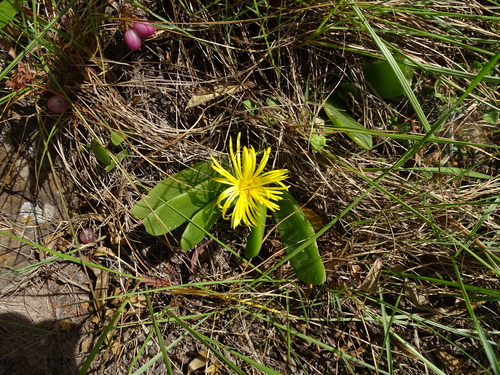 Glottiphyllum longum (Glottiphyllum longum)