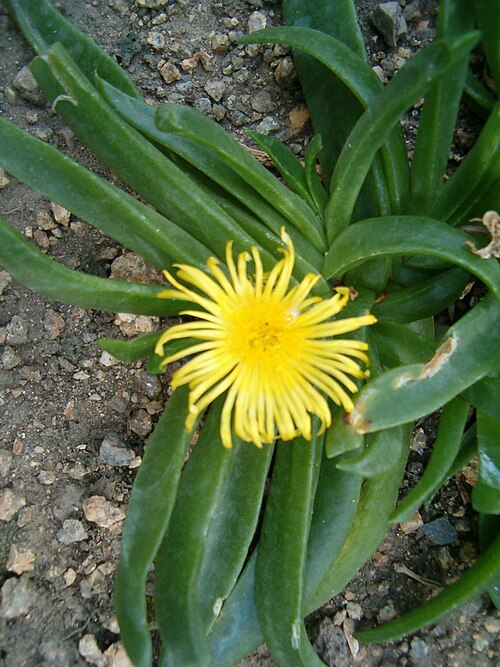 Glottiphyllum longum (Glottiphyllum longum)