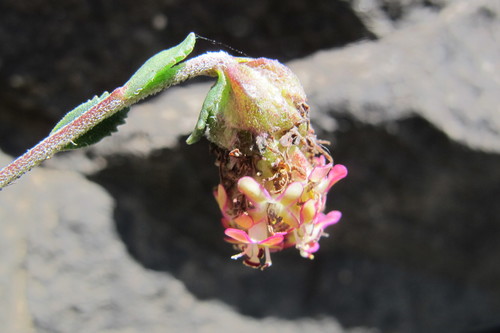 Glumicalyx montanus (Glumicalyx montanus)