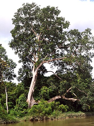 Rengas: Gluta renghas , habits. At Pesaguan Riverbank, Ketapang, West Kalimantan , Indonesia .