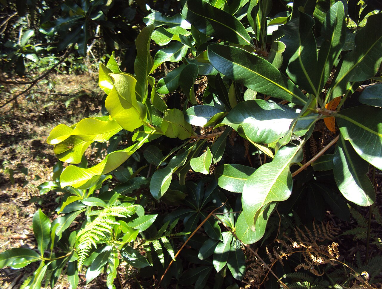 Gluta travancorica: Gluta Travancorica