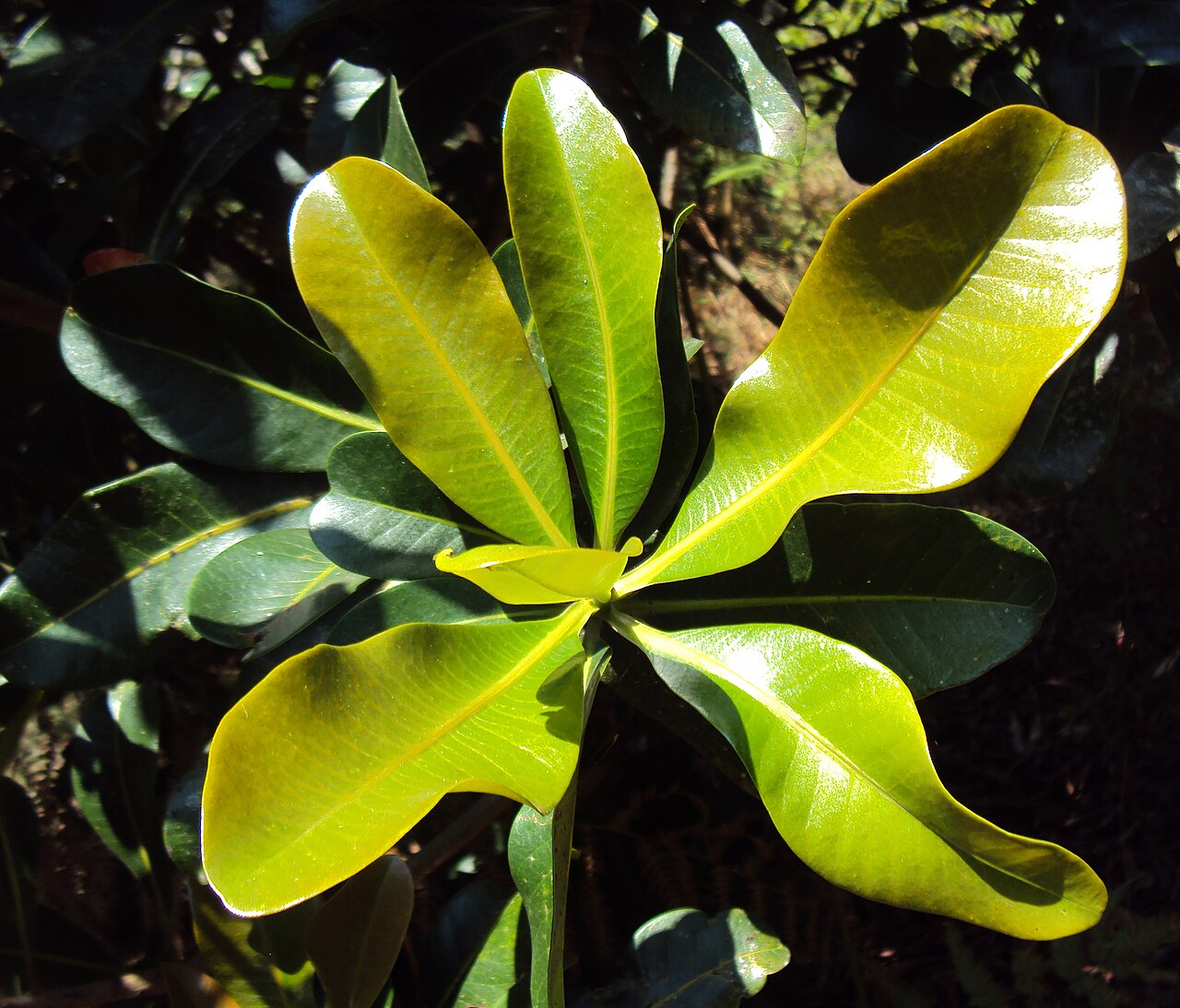 Gluta travancorica: Gluta Travancorica