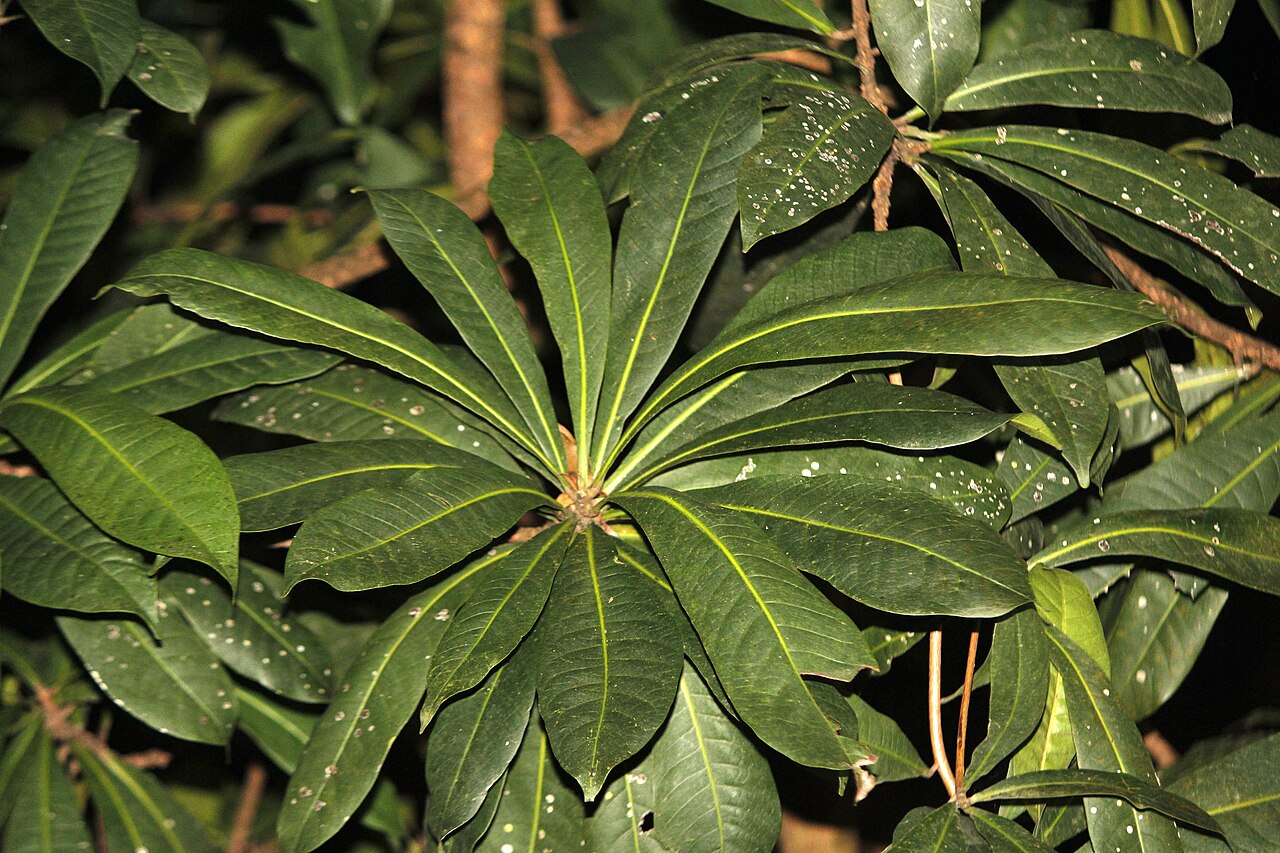 Gluta travancorica: Endemic plant of Western Ghats