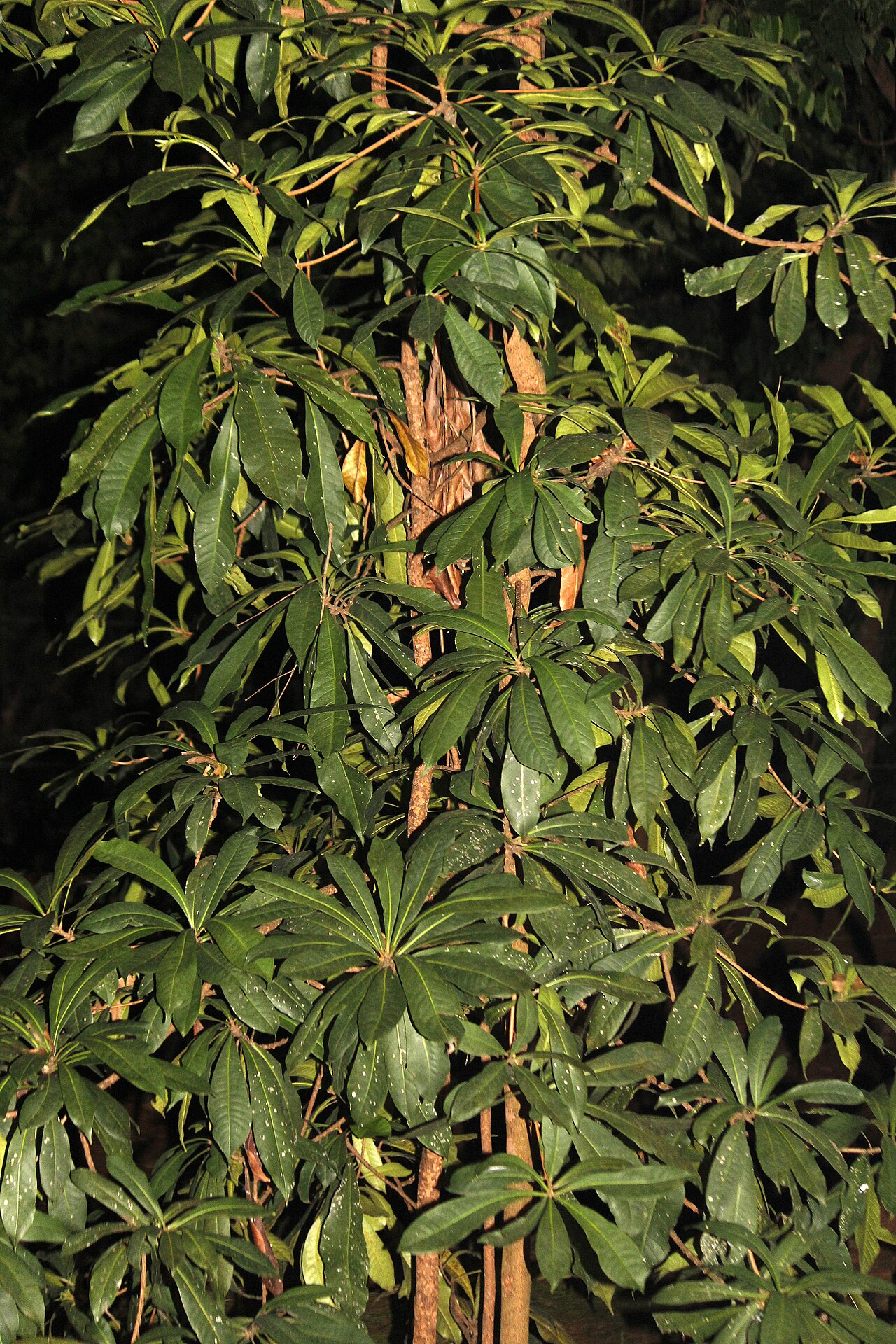 Gluta travancorica: Endemic plant of Western Ghats