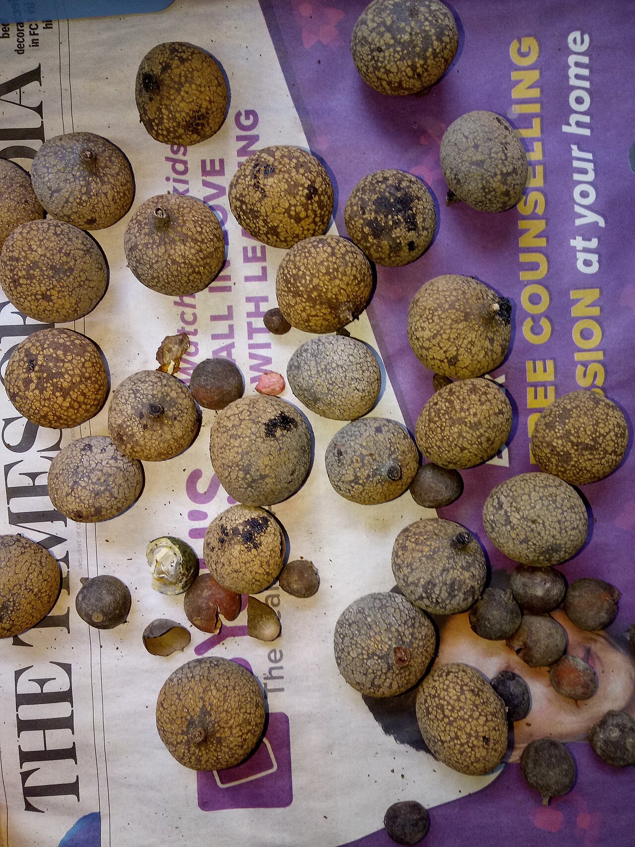 Gluta travancorica: Anacardiaceae-செங்குரணி,Redwood tree;Evergreen tree,flowers white,drupe obovate.