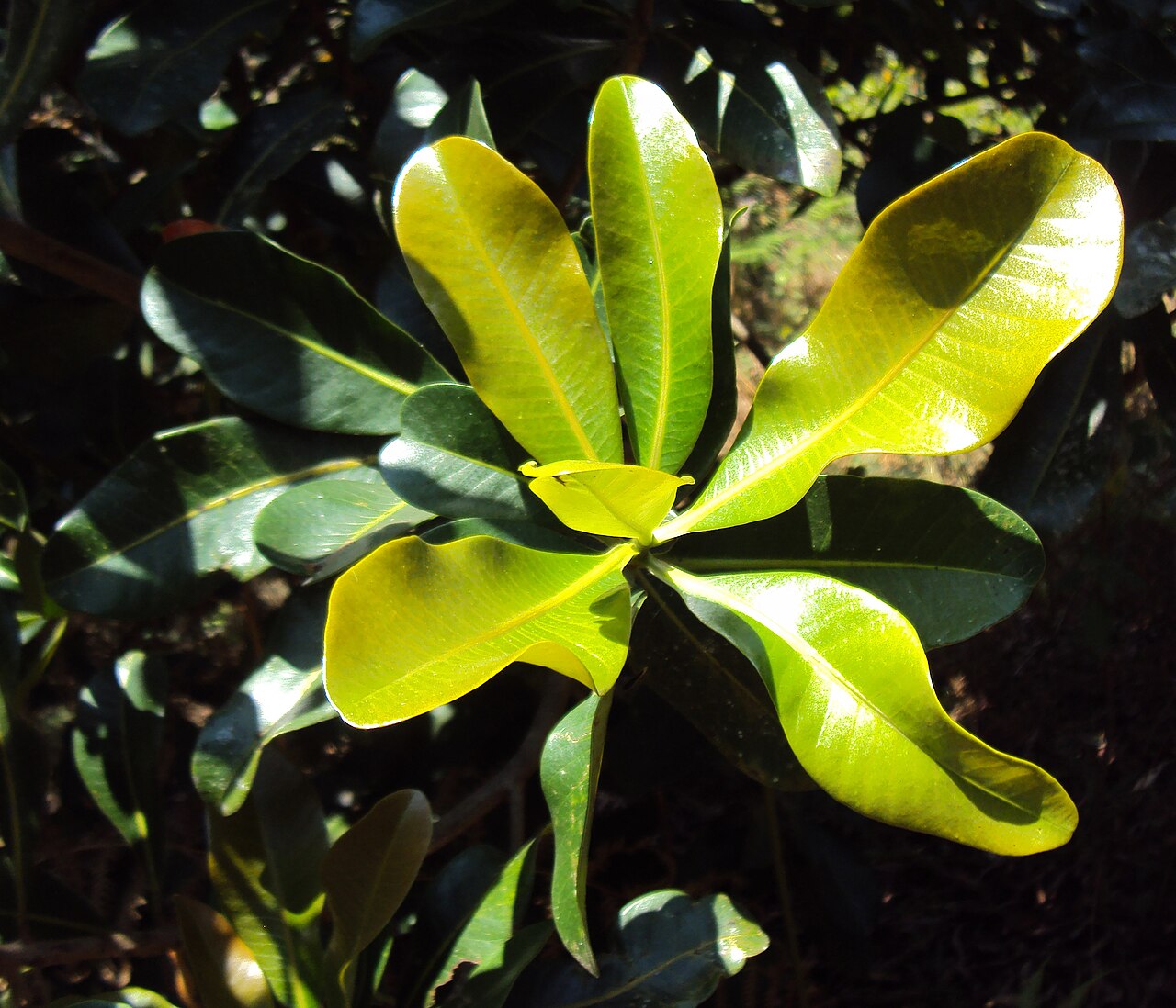Gluta travancorica: Gluta Travancorica