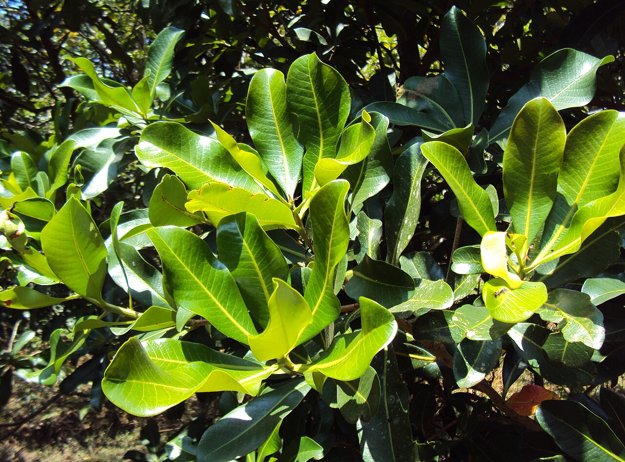 Gluta travancorica: Gluta Travancorica