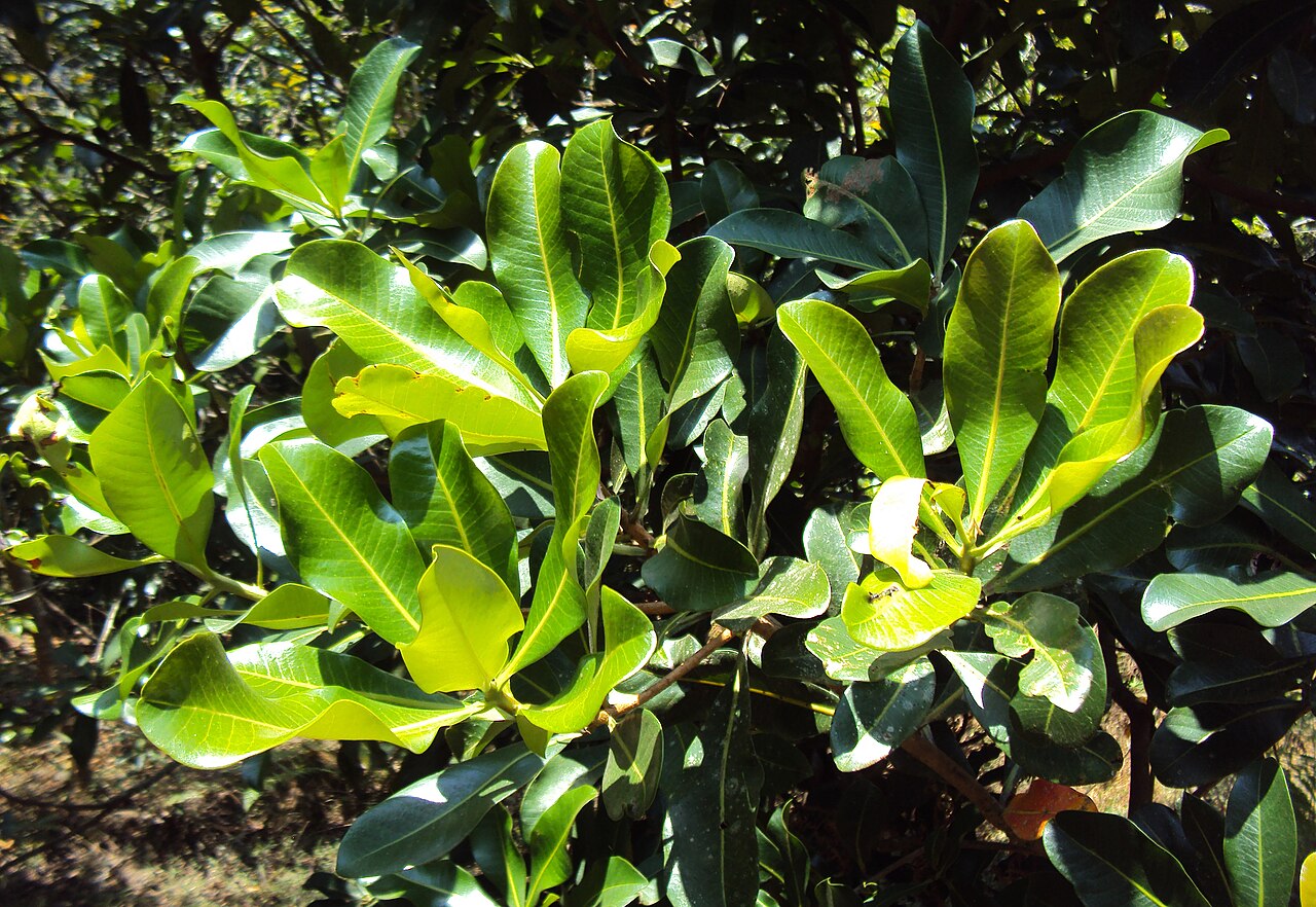 Gluta travancorica: Gluta travancorica