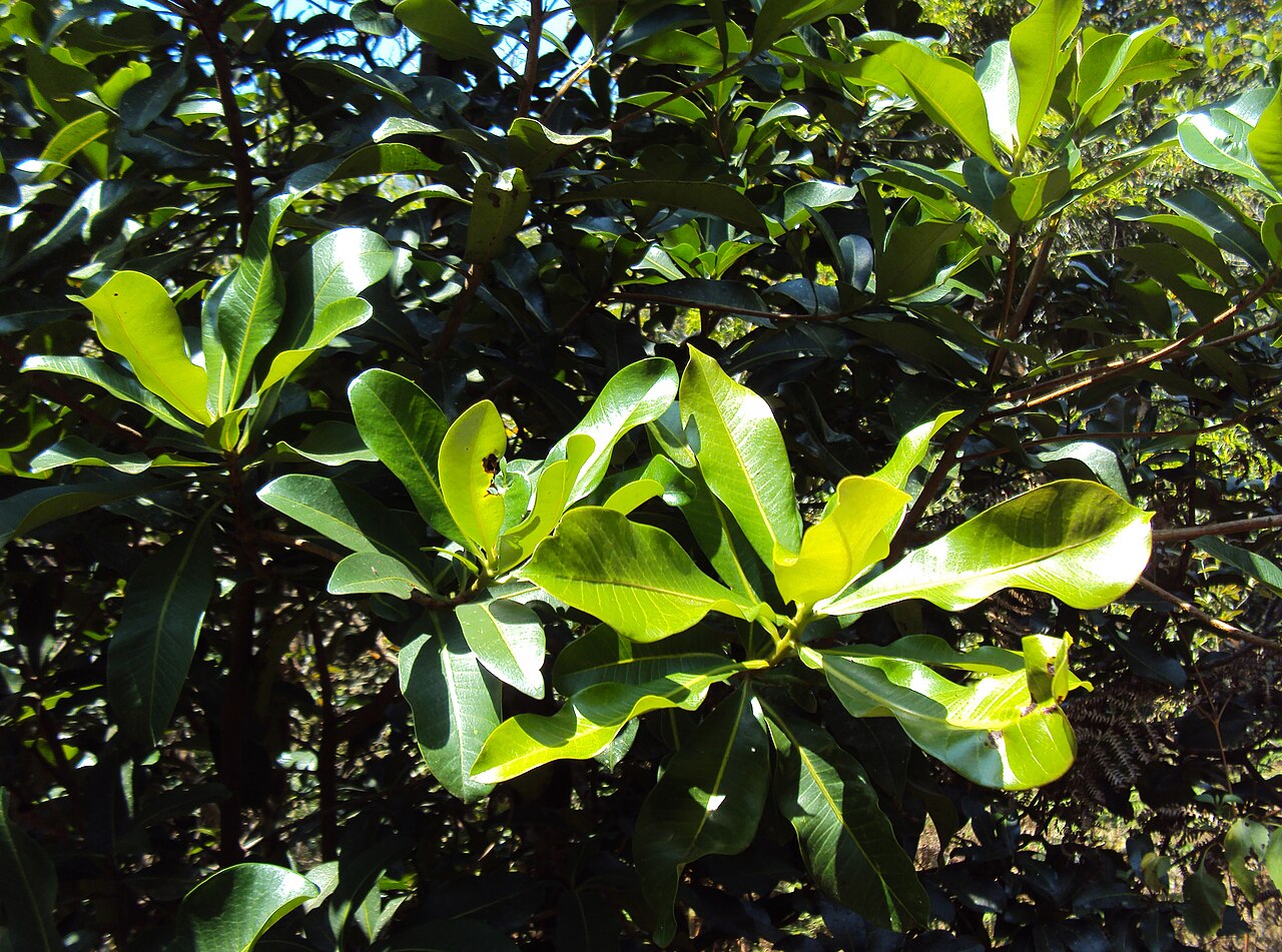 Gluta travancorica: Gluta Travancorica