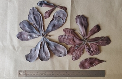 Gluta travancorica (Gluta travancorica)
