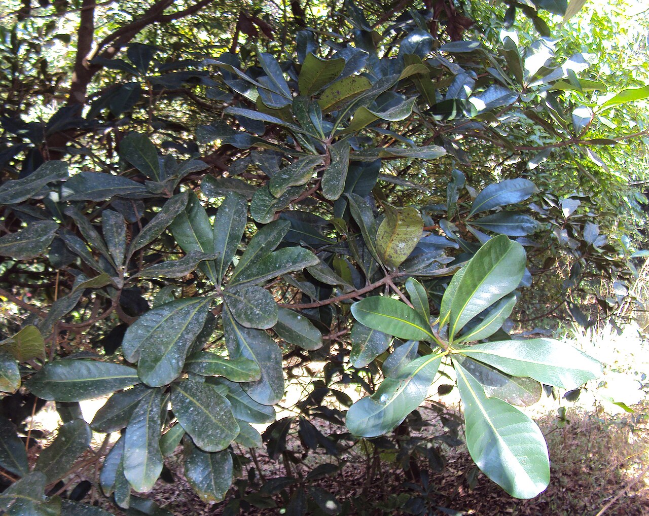 Gluta travancorica: Gluta Travancorica