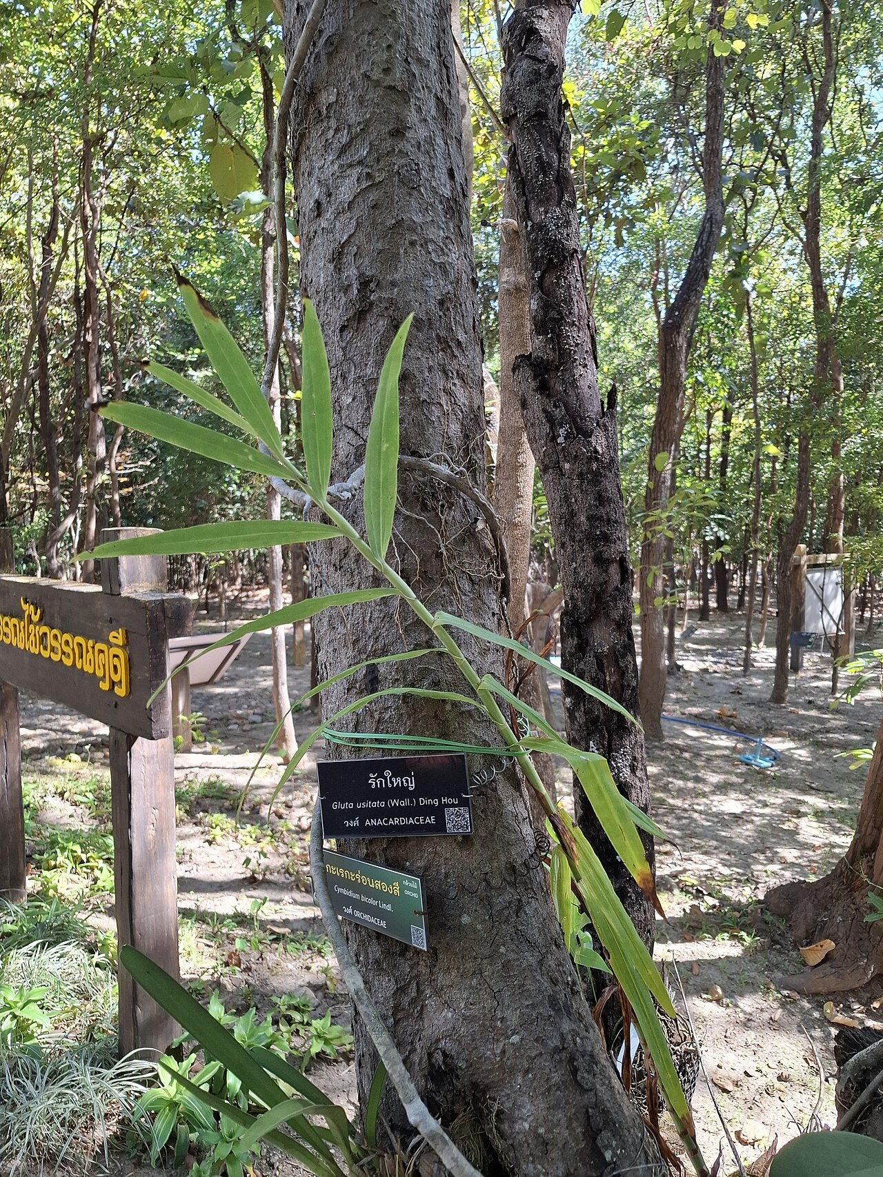 Burmese lacquer tree: Cymbidium bicolor (epiphyte) on Gluta usitata