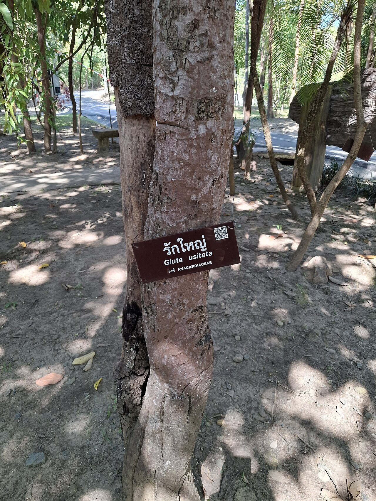 Burmese lacquer tree: Gluta usitata