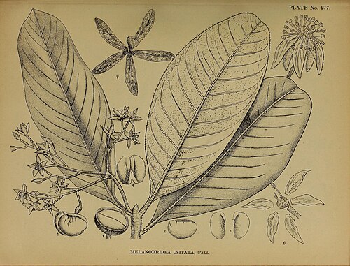 Burmese lacquer tree: Arbre à laque de Birmanie