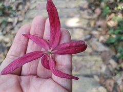 Burmese lacquer tree (Gluta usitata)