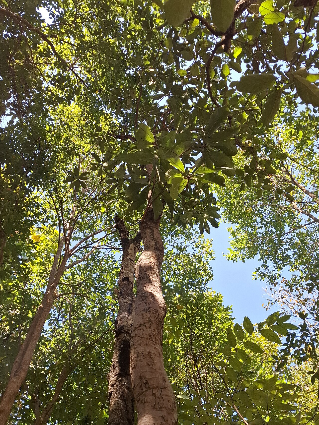 Burmese lacquer tree: Gluta usitata