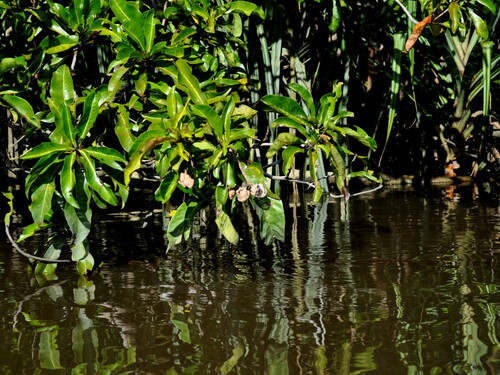 Gluta velutina (Gluta velutina)