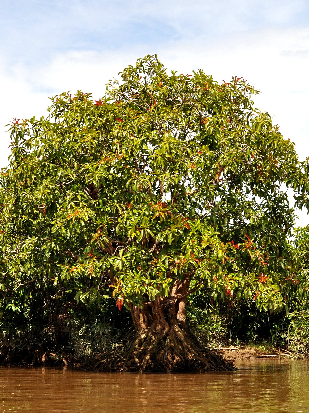 Gluta velutina: Gluta velutina shrub, at the riverbank of Sambas Kecil River, West Kalimantan , Indonesia