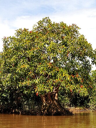 Gluta velutina: Gluta velutina shrub, at the riverbank of Sambas Kecil River, West Kalimantan , Indonesia