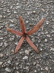 Gluta wallichii (Gluta wallichii)