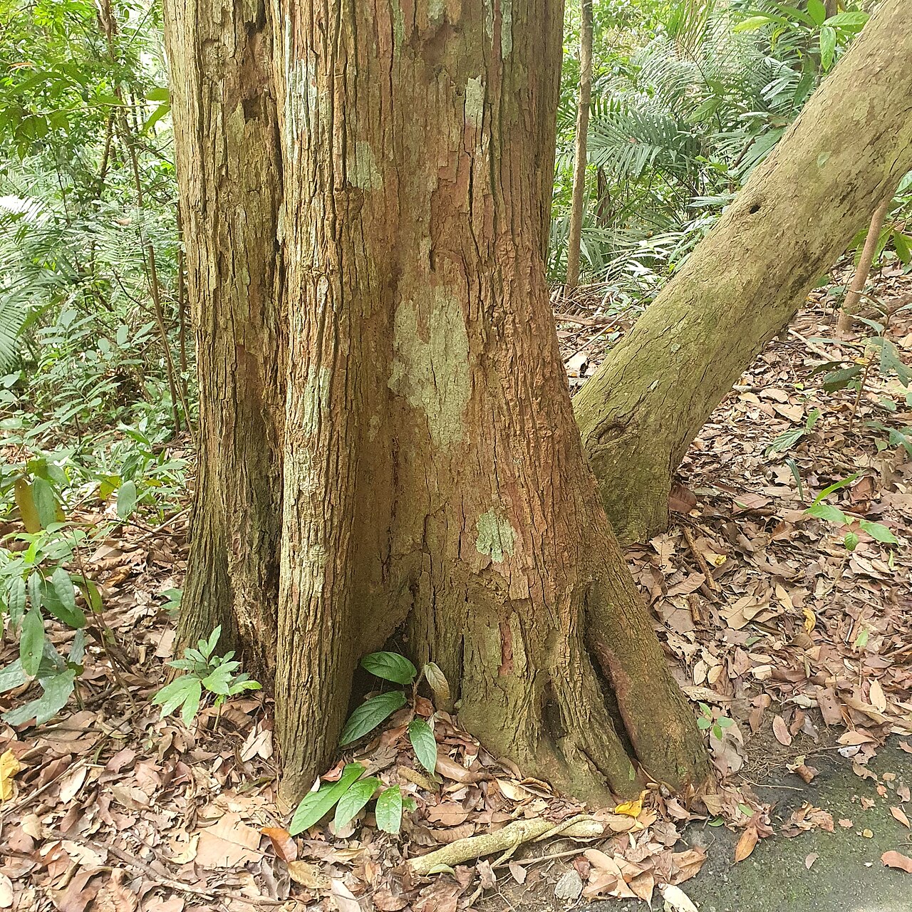 Gluta wallichii: Gluta wallichii in Singapore