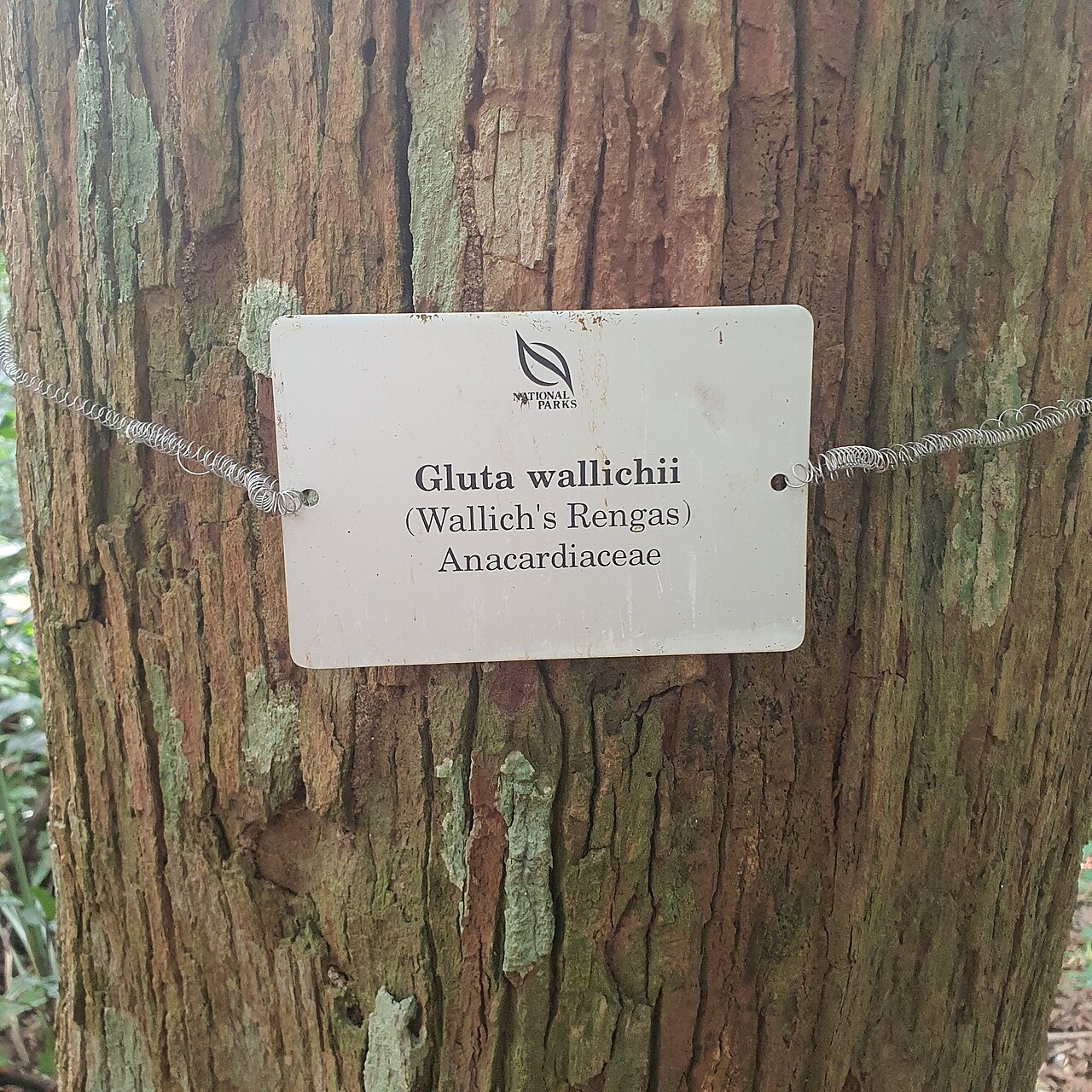 Gluta wallichii: Gluta wallichii in Singapore