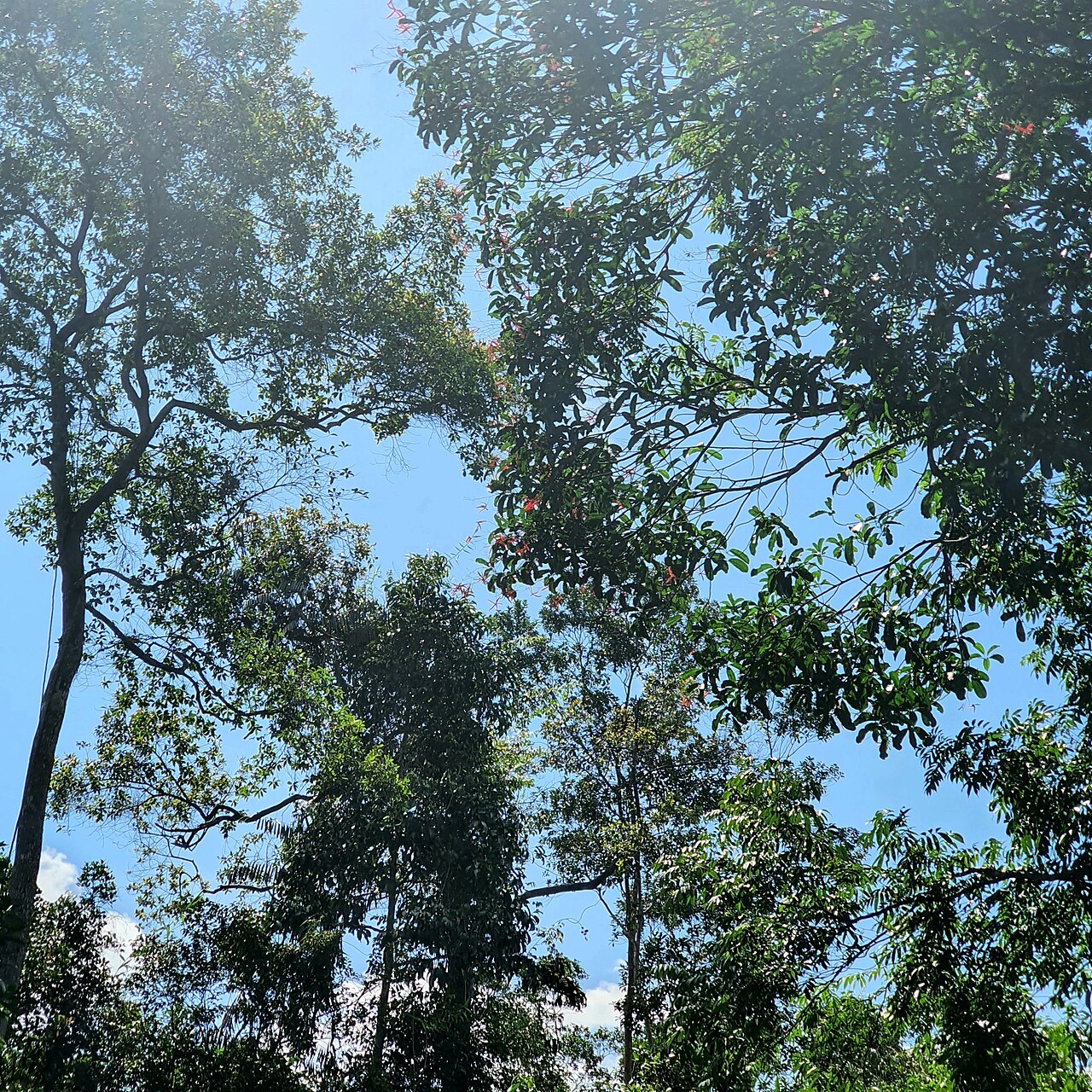 Gluta wallichii: Gluta wallichii in Singapore