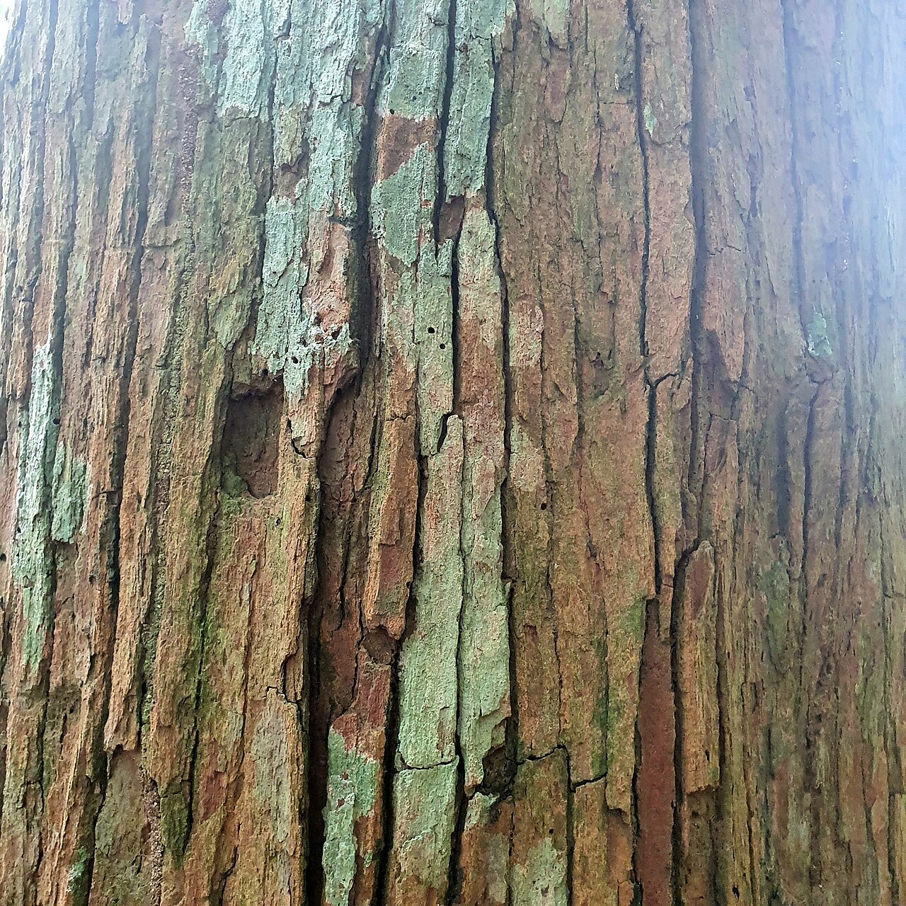 Gluta wallichii: Gluta wallichii in Singapore
