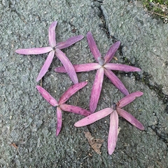 Gluta wallichii (Gluta wallichii)