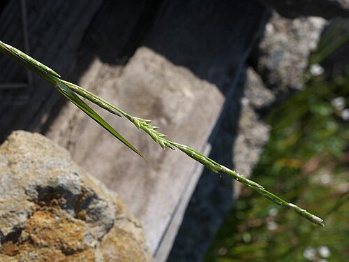 Creeping mannagrass: 2021/02/22 和歌山県日高町：Hidaka Town, Wakayama Pref. Japan