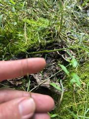 Creeping mannagrass (Glyceria acutiflora)