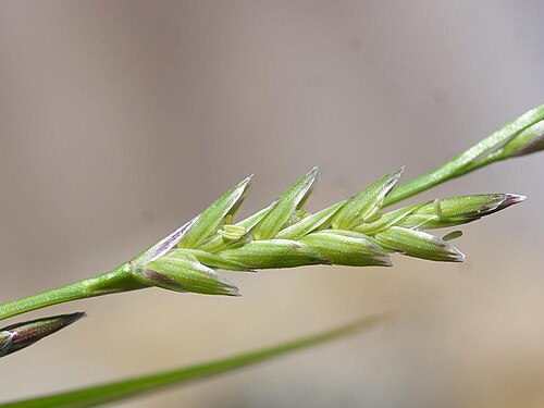 Creeping mannagrass: 2021/02/22 和歌山県日高町：Hidaka Town, Wakayama Pref. Japan