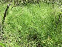Creeping mannagrass (Glyceria acutiflora)