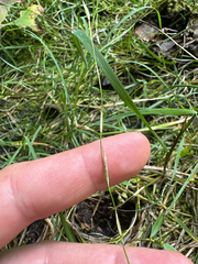 Creeping mannagrass (Glyceria acutiflora)