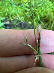 Creeping mannagrass (Glyceria acutiflora)