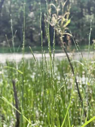 Creeping mannagrass (Glyceria acutiflora)