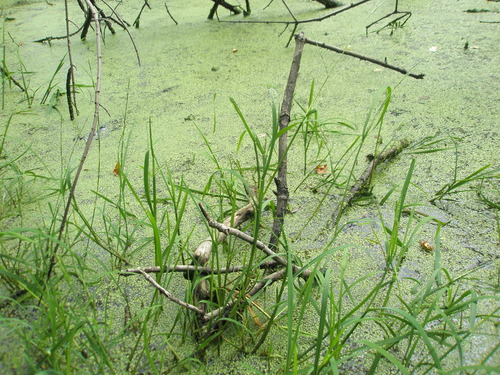 Creeping mannagrass (Glyceria acutiflora)