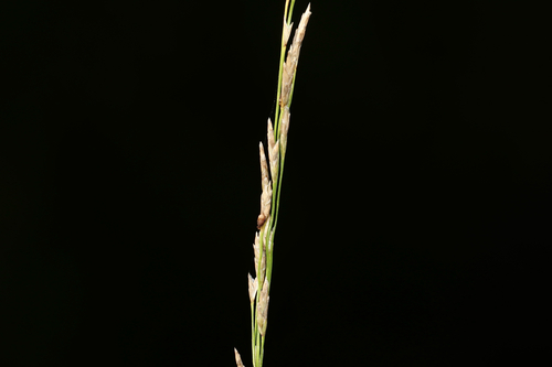 Northern manna grass (Glyceria borealis)