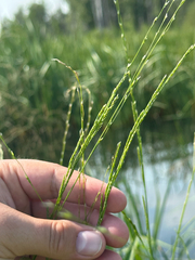 Northern manna grass (Glyceria borealis)