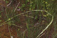 Northern manna grass (Glyceria borealis)