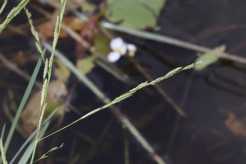 Northern manna grass (Glyceria borealis)