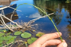 Northern manna grass (Glyceria borealis)