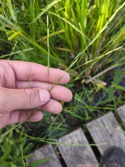 Northern manna grass (Glyceria borealis)