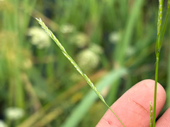 Northern manna grass (Glyceria borealis)