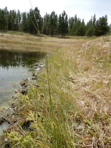 Northern manna grass (Glyceria borealis)